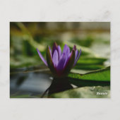 Twilight Lotus Serenity Postkarte (Rückseite)