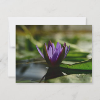 Twilight Lotus Serenity Postkarte