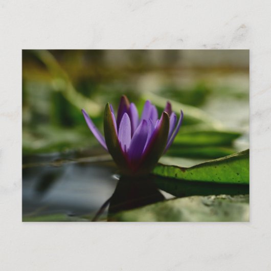 Twilight Lotus Serenity Postkarte (Vorderseite)