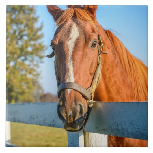 Twilight-Rose | Reitpferd Fliese (Vorderseite)