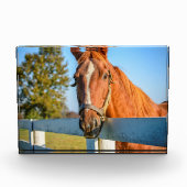 Twilight-Rose | Reitpferd Fotoblock (Vorderseite)