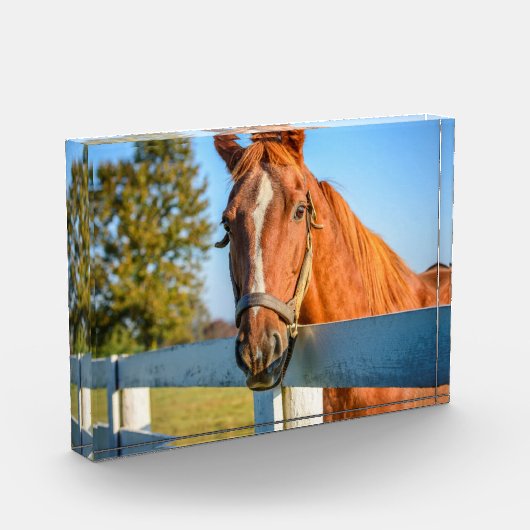 Twilight-Rose | Reitpferd Fotoblock (Links)