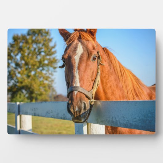 Twilight-Rose | Reitpferd Fotoplatte (Vorderseite)