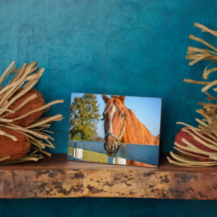 Twilight-Rose Reitpferd Fotoplatte