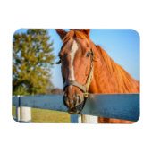 Twilight-Rose | Reitpferd Magnet (Horizontal)