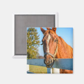 Twilight-Rose | Reitpferd Magnet (Vorderseite/Rückseite)