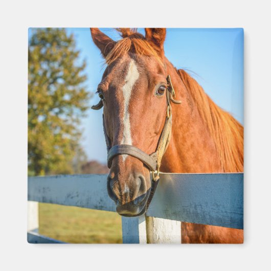 Twilight-Rose | Reitpferd Magnet (Vorne)