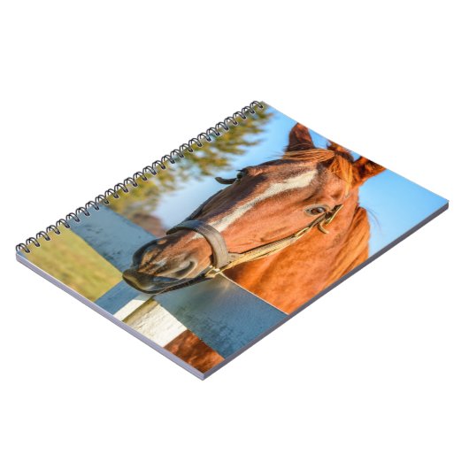 Twilight-Rose | Reitpferd Notizblock (Linke Seite)