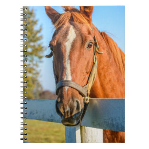 Twilight Rose Thoroughbred Race Horse Notizblock