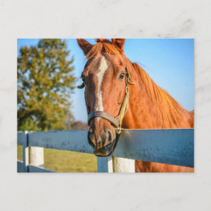 Twilight Rose   Vollblut-Rennpferd Postkarte