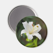 Twilight Weiße Lilie Magnet (Vorderseite/Rückseite)