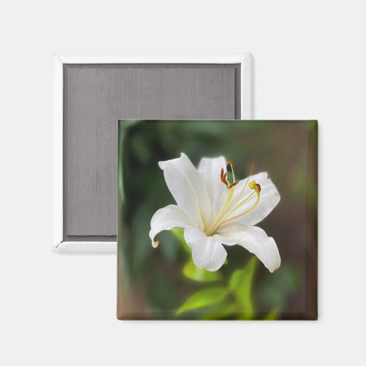 Twilight Weiße Lilie Magnet (Vorderseite/Rückseite)