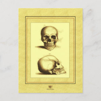Twin Antique Skulls Postkarte