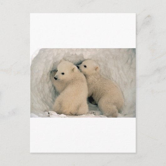TWIN BABY POLAR BEARS POSTKARTE (Vorderseite)