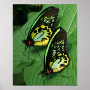 Twin Butterflies Canvas Print Poster