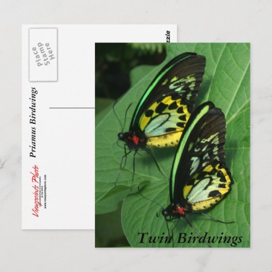 Twin Butterfly Postcard Postkarte (Vorne/Hinten)