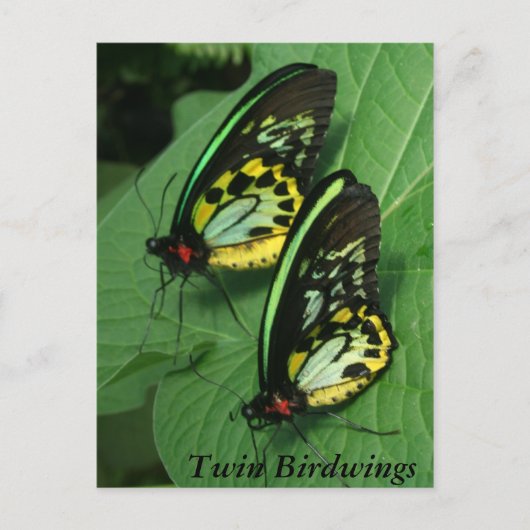 Twin Butterfly Postcard Postkarte (Vorderseite)