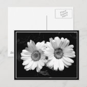 Twin Daisies Postkarte (Vorne/Hinten)