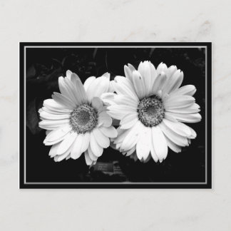Twin Daisies Postkarte