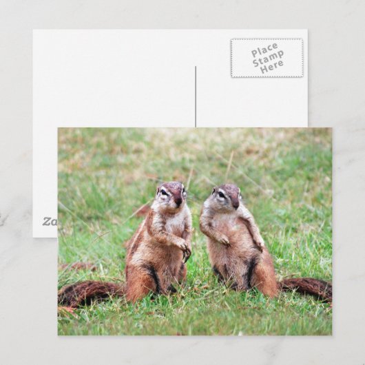 Twin Eichhörnchen Postkarte (Vorne/Hinten)