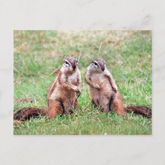 Twin Eichhörnchen Postkarte (Vorderseite)