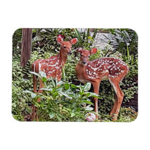 Twin Fawns Magnet