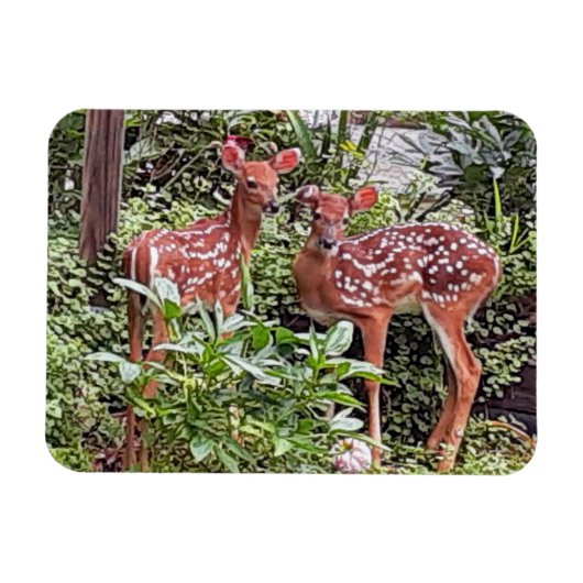 Twin Fawns Magnet (Horizontal)