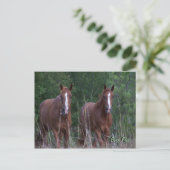 Twin Horses - Born Free Postkarte (Stehend Vorderseite)