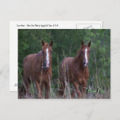 Twin Horses - Born Free Postkarte (Vorne/Hinten)