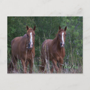 Twin Horses - Born Free Postkarte