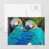 Twin Parrott Postkarte (Vorne/Hinten)