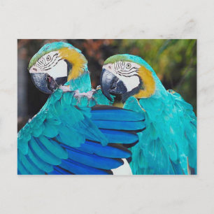 Twin Parrott Postkarte
