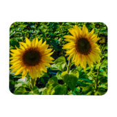Twin Sunflowers Magnet (Horizontal)