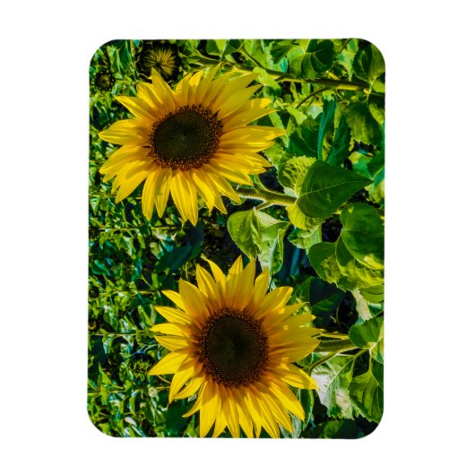 Twin Sunflowers Magnet (Vertikal)