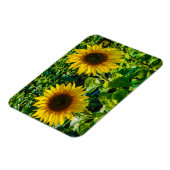 Twin Sunflowers Magnet (Linke Seite)
