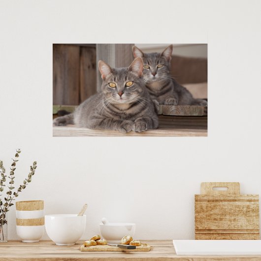 Twin Tabbies Chillin' Poster (Küche)