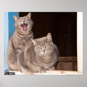 Twin Tabbies Poster