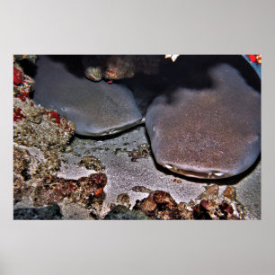 Twin Tawny Nurse Sharks Poster