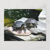 Twin Turtles - Postkarte (Vorderseite)