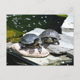 Twin Turtles - Postkarte