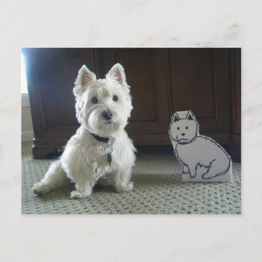 Twin Westies Foto Postkarte (Vorderseite)