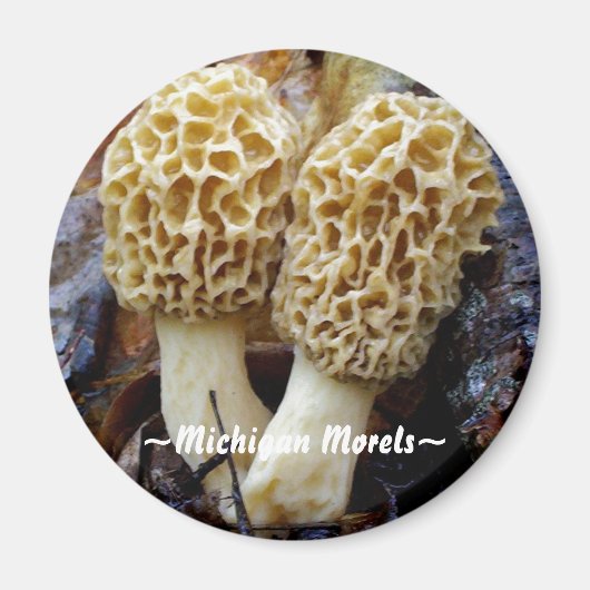 Twin Yellow Morels, ~Michigan Morels~ Magnet (Vorne)