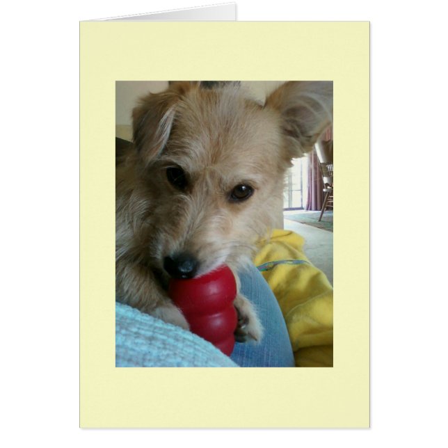 Twinkie der Wunderhund (Vorne)