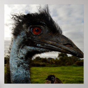 "Twinkle im Auge: Ein neugieriger Blick der Emu" Poster