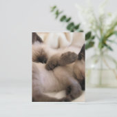 Twins Pet Cat Niedlich Siam Kitten Postkarte (Stehend Vorderseite)