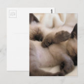 Twins Pet Cat Niedlich Siam Kitten Postkarte (Vorne/Hinten)