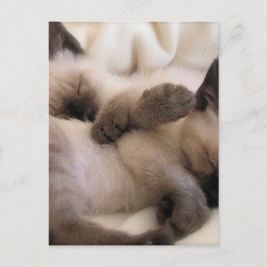 Twins Pet Cat Niedlich Siam Kitten Postkarte (Vorderseite)