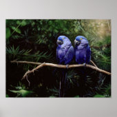 Twins Poster (Vorne)