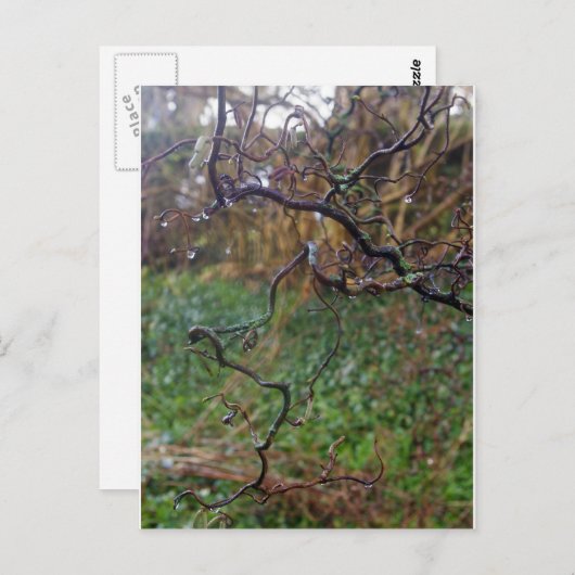 Twisted Hazel Postkarte (Vorne/Hinten)