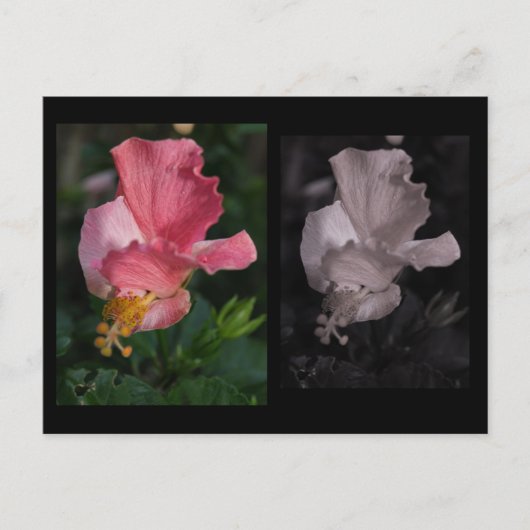 Twisted Hibiskus Postcard Postkarte (Vorderseite)